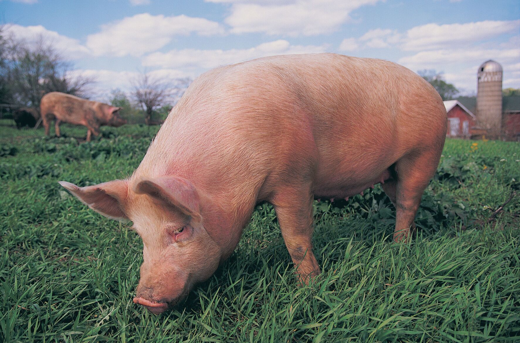 PigsHC1606_source.tif